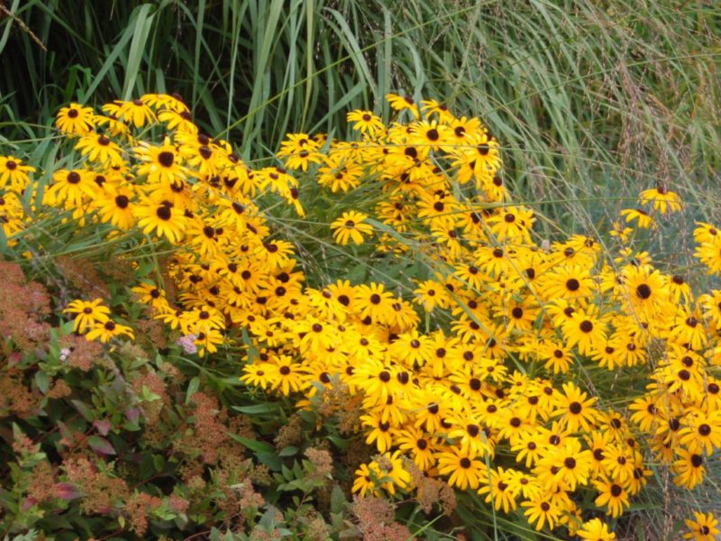 Delle belle asteraceae gialle da identificare - Rudbeckia sp